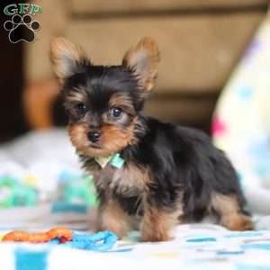 Dylan, Yorkie Puppy